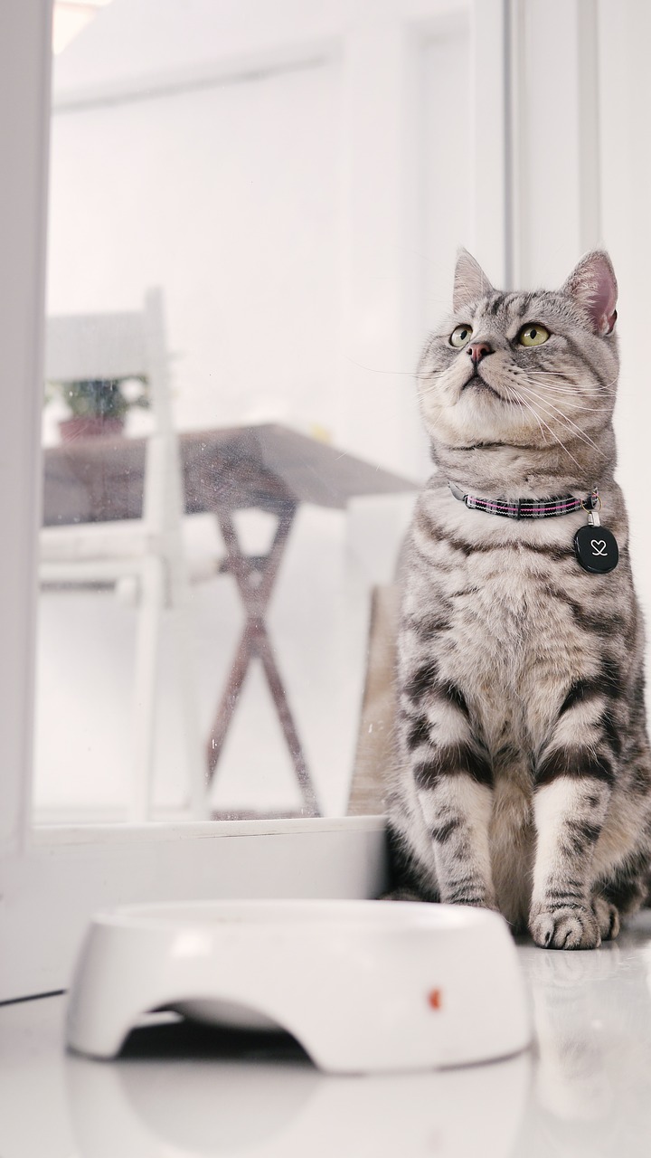 cat mia introduction to american shorthair cat sitting position free photo