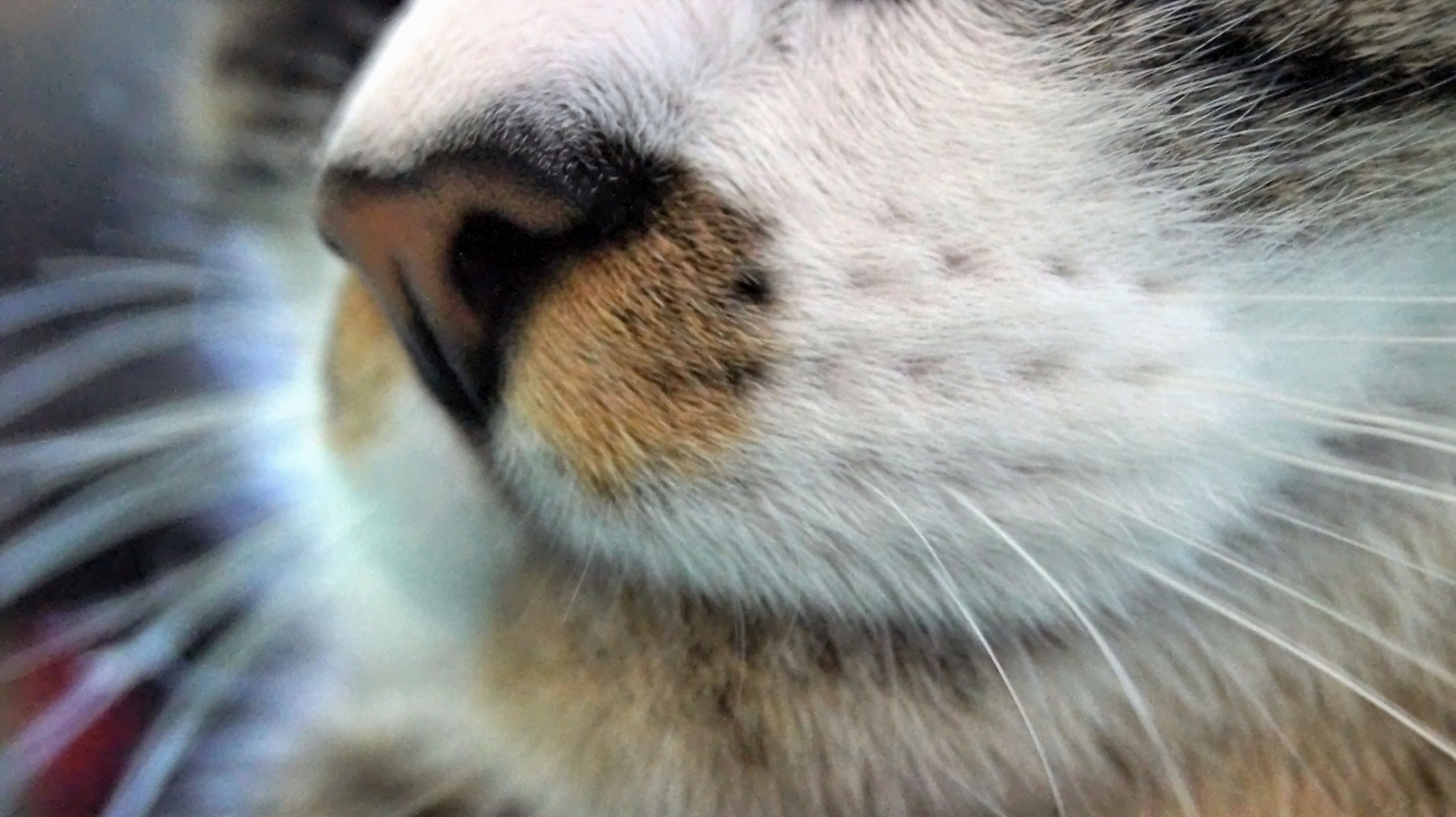 cat nose animal free photo