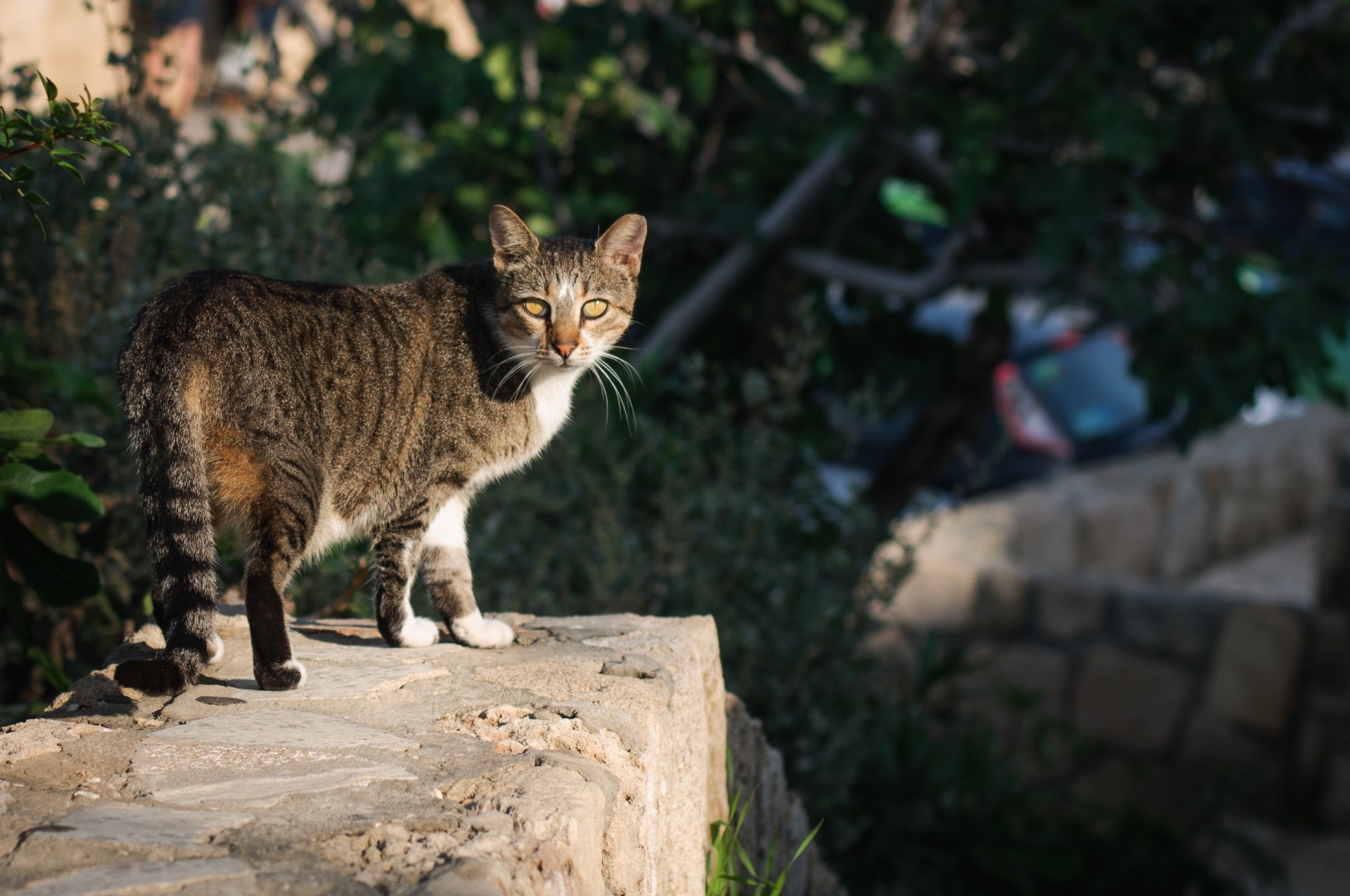 cat outdoors wall free photo