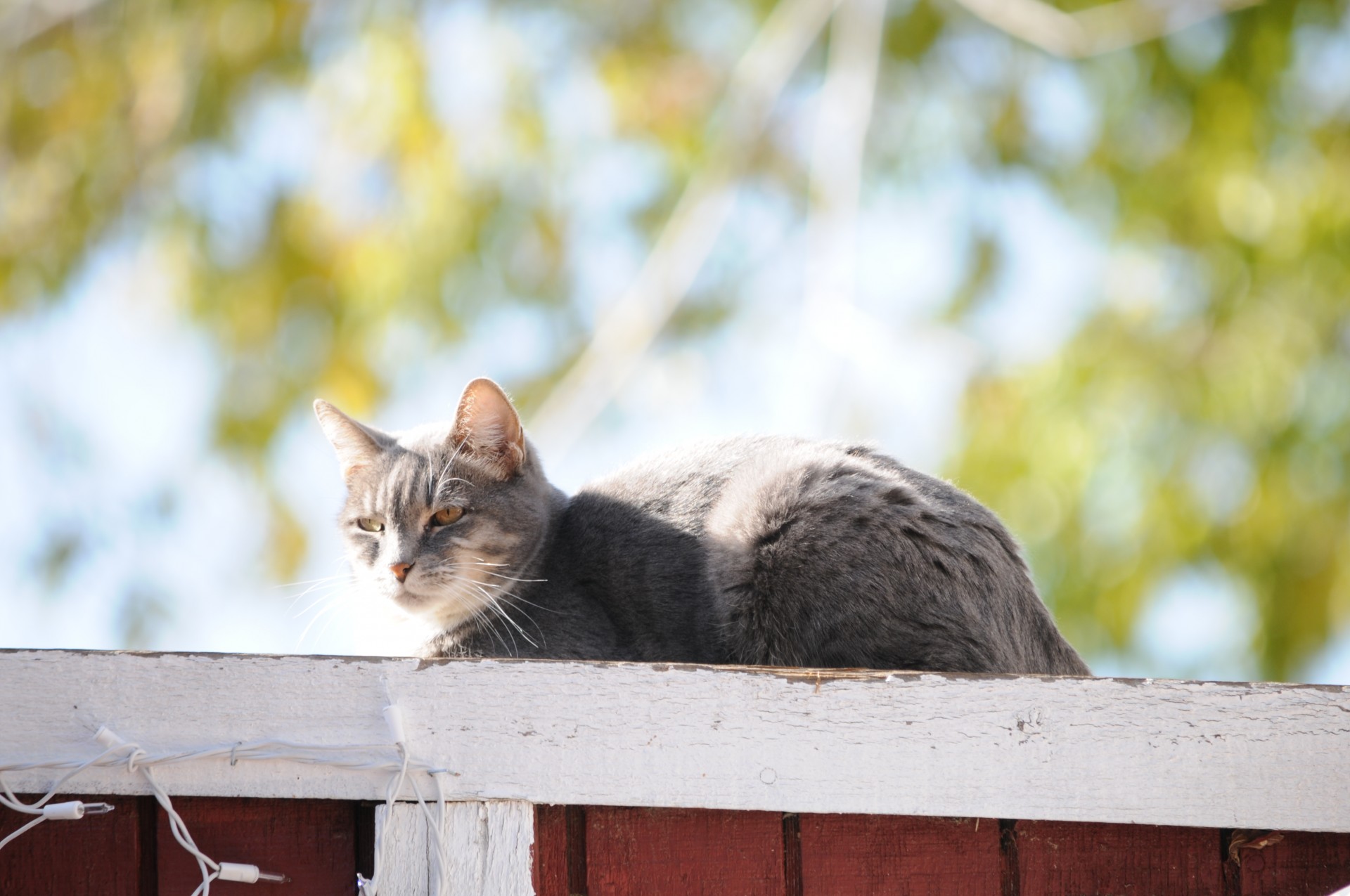 cat kitten kitty free photo