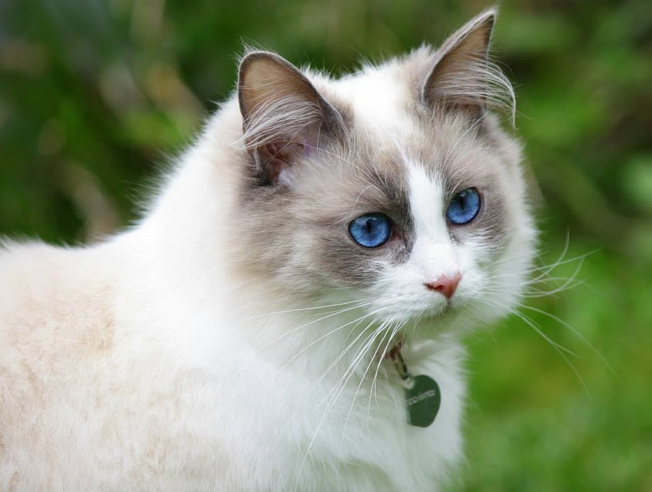 cat pretty blue eyes ragdoll free photo