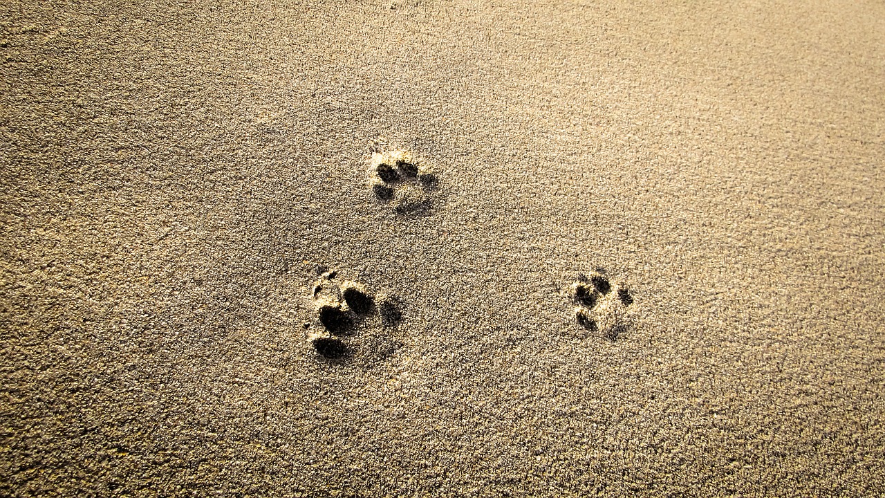 cat prints sand footprint free photo