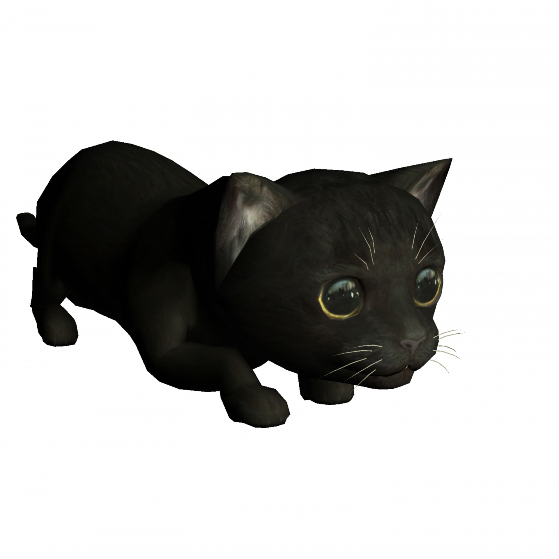 black cat kitty free photo