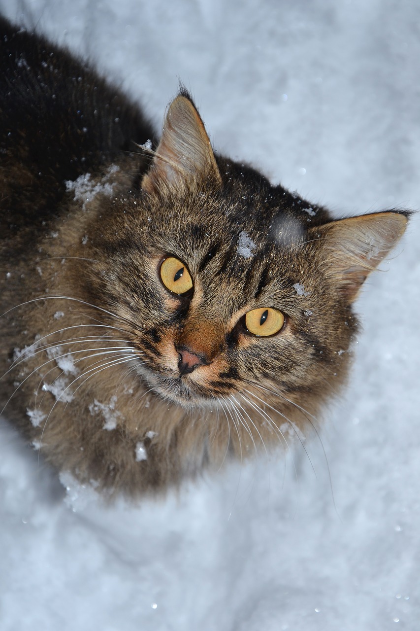 cat siberian animal winter free photo