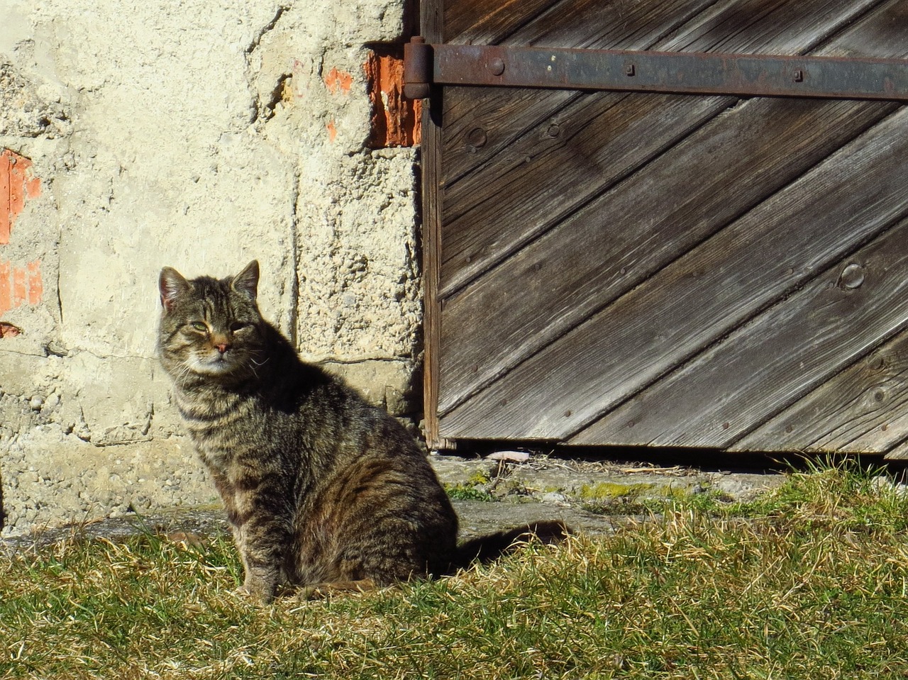 cat sitting old gate free photo