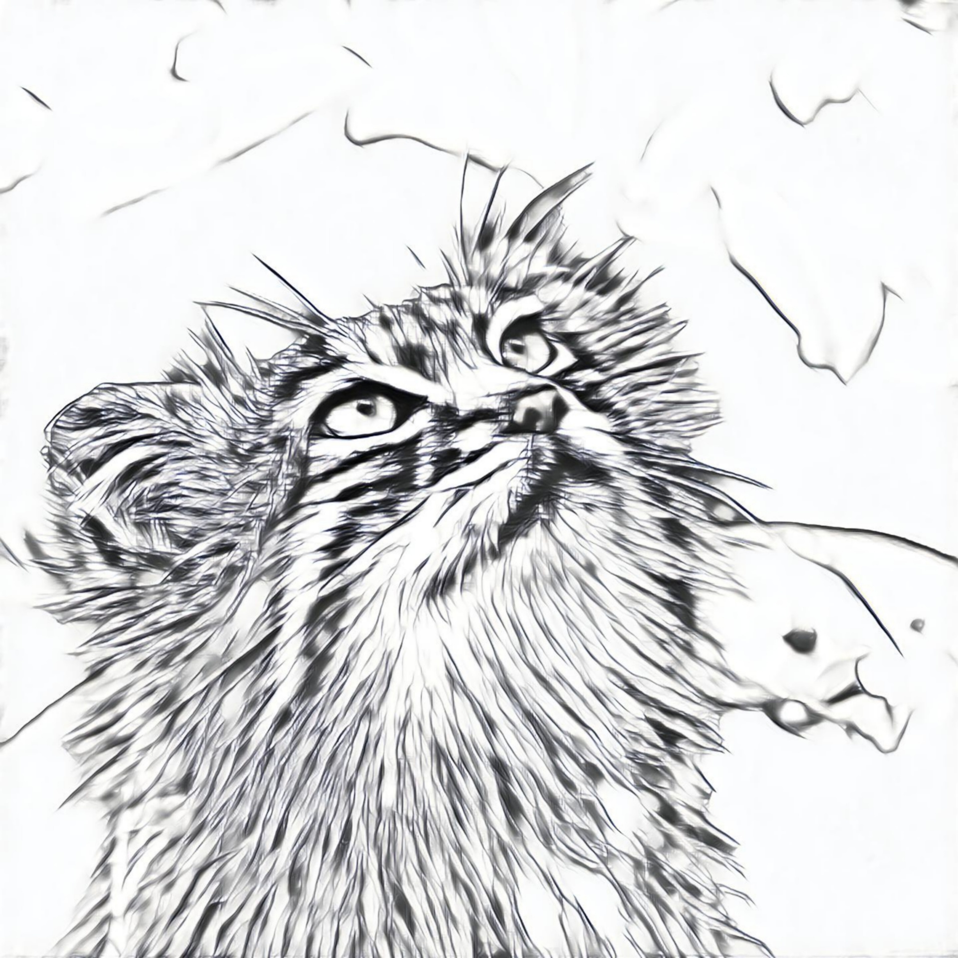 cat sketch looking up free photo