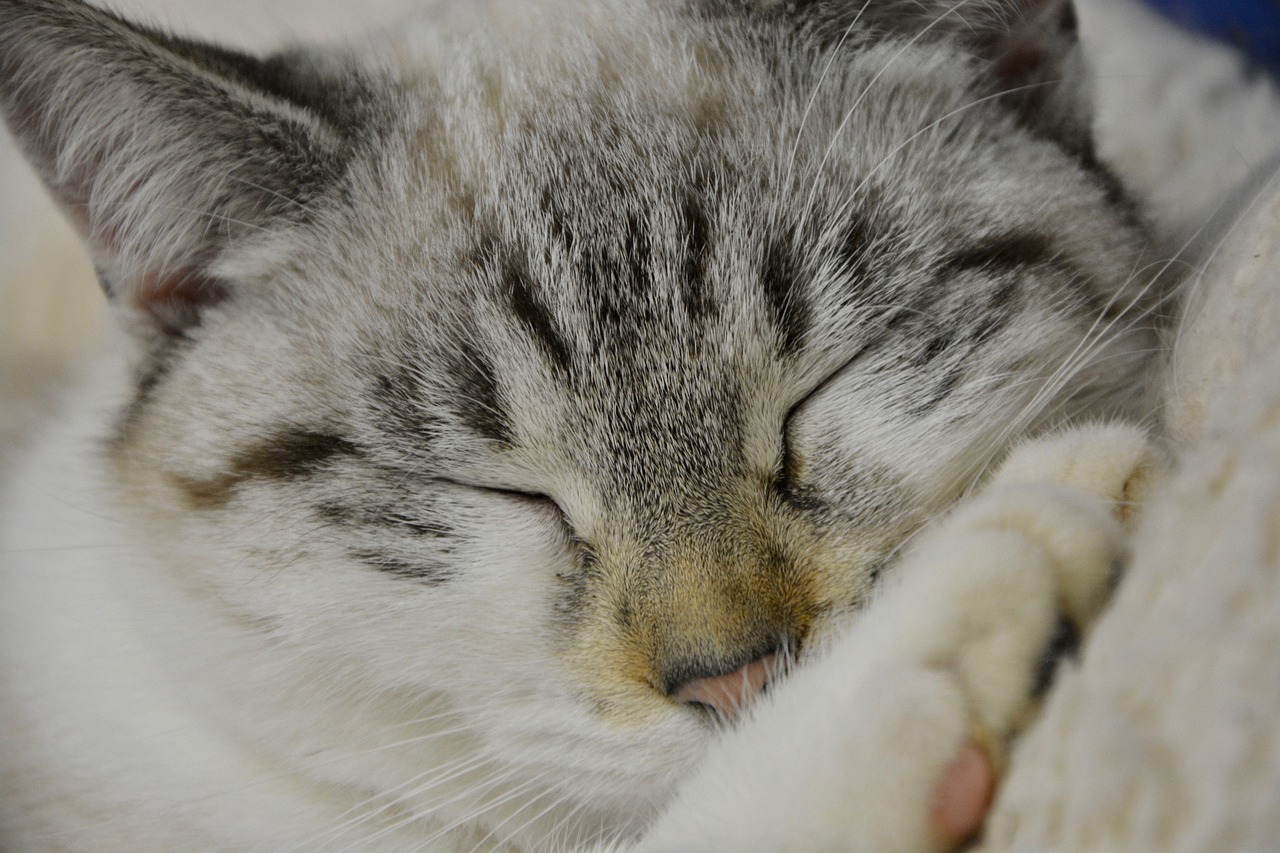 cat sleeping young cat sleep free photo