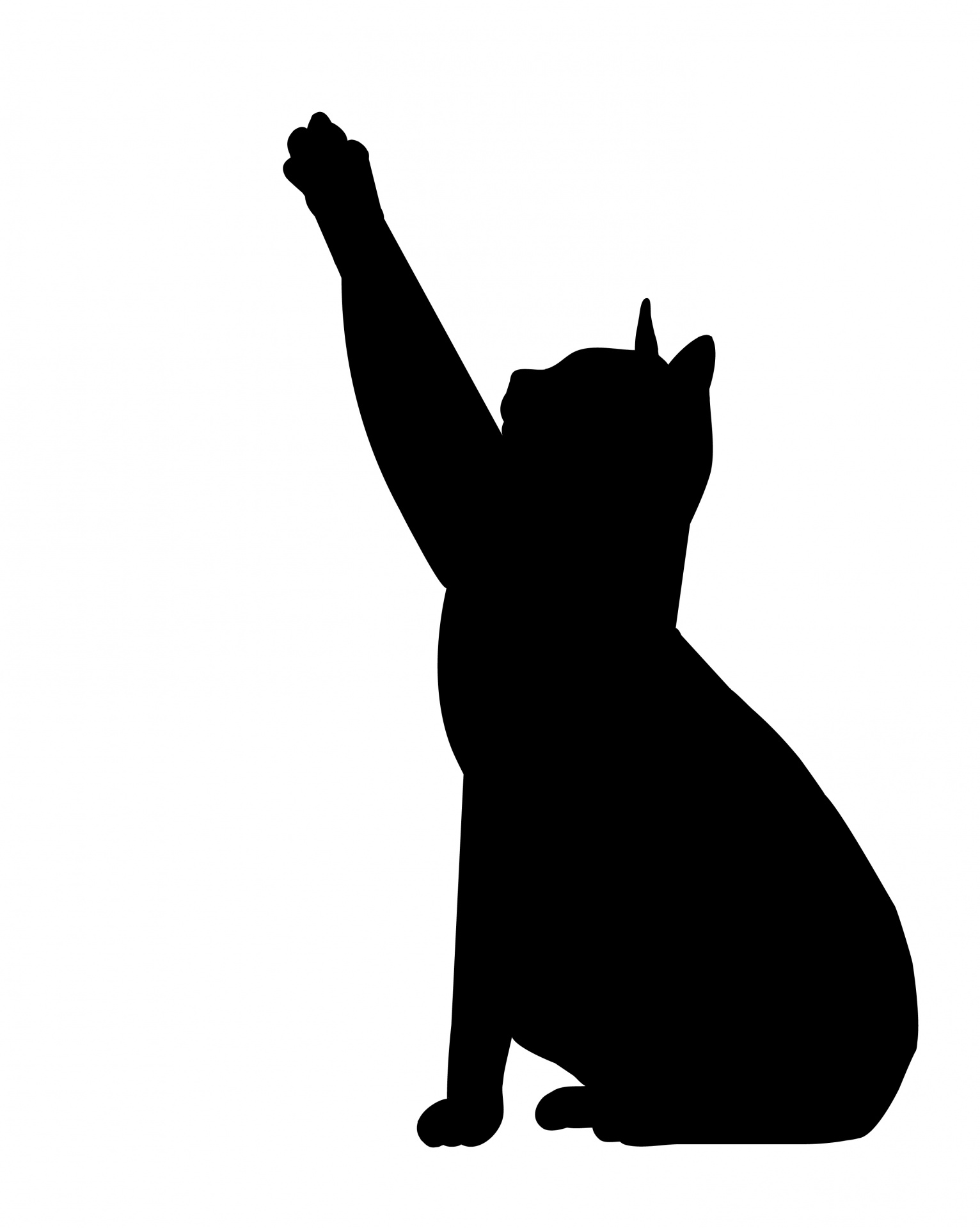 cat black silhouette free photo