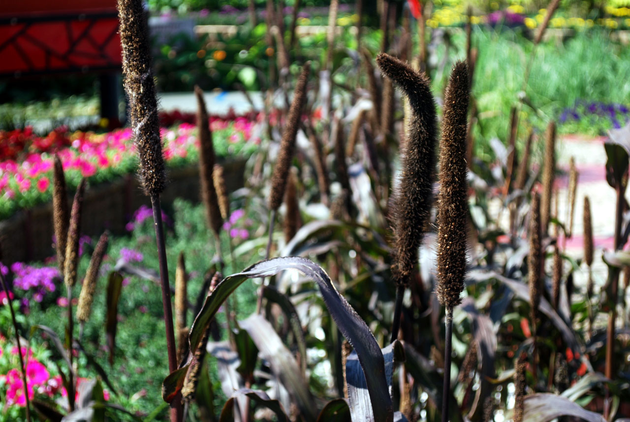 cat-tails cattails typha free photo