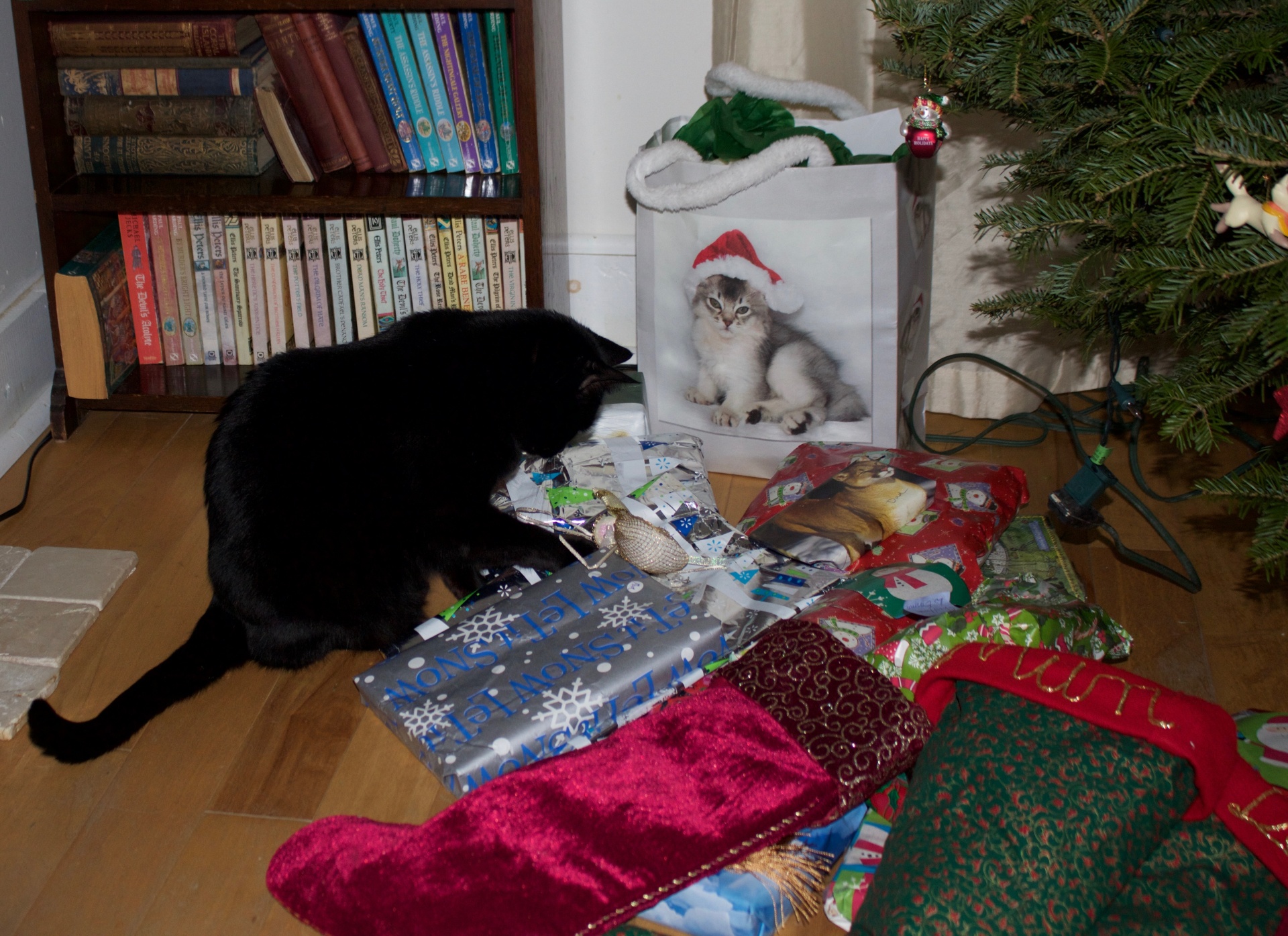 cat black cat christmas tree free photo