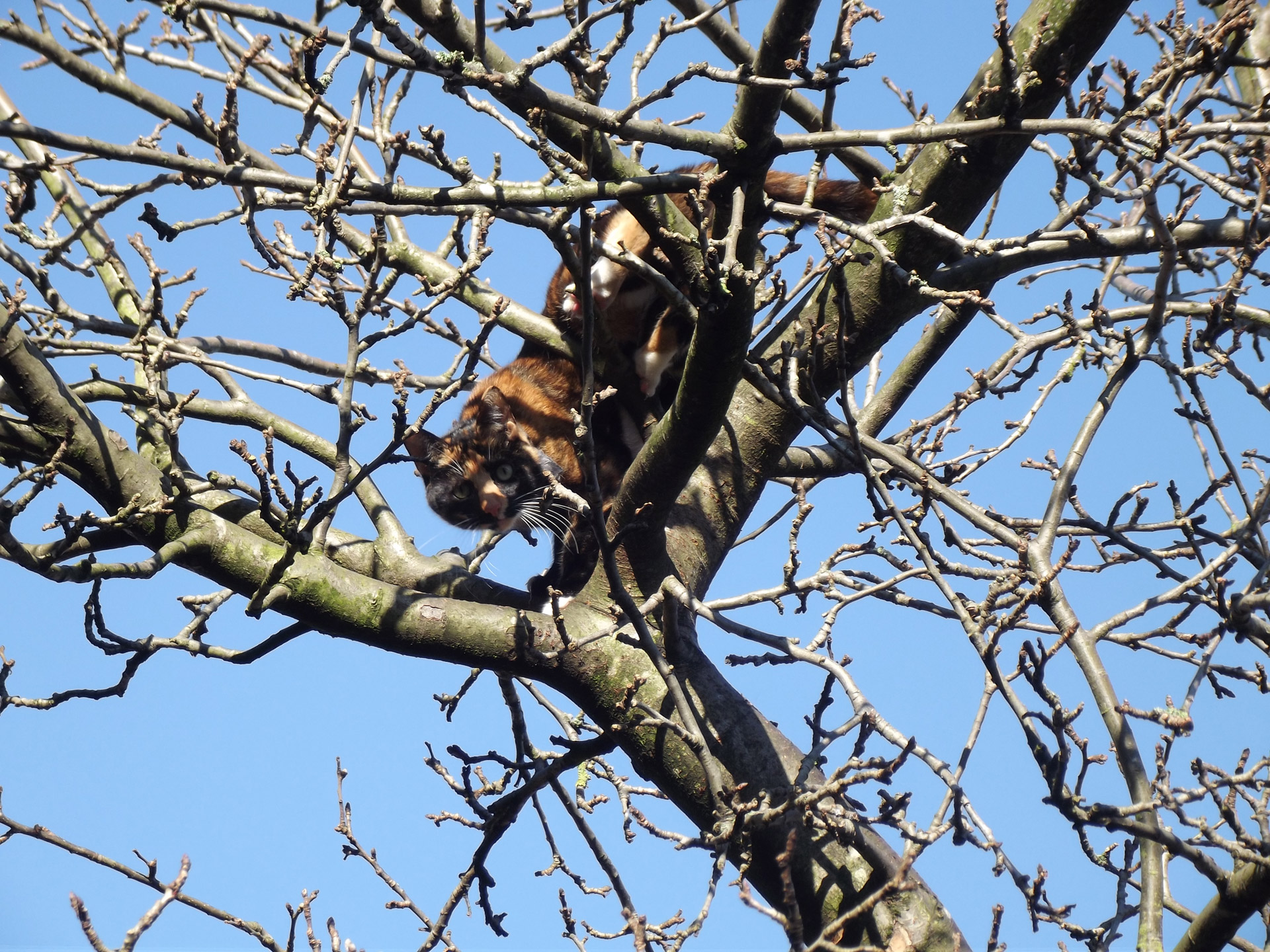 cat trees apple free photo