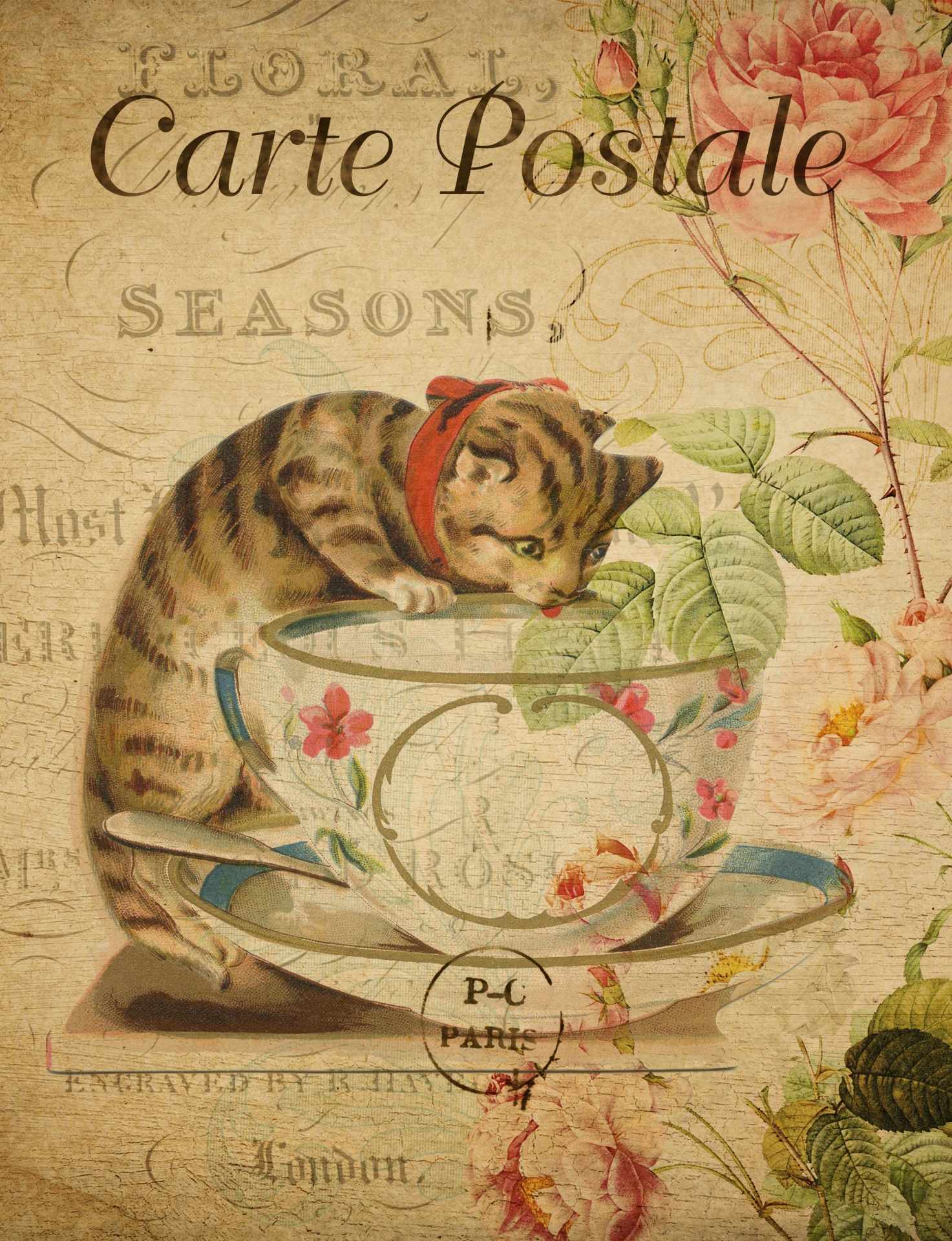 cat tea cup french free photo