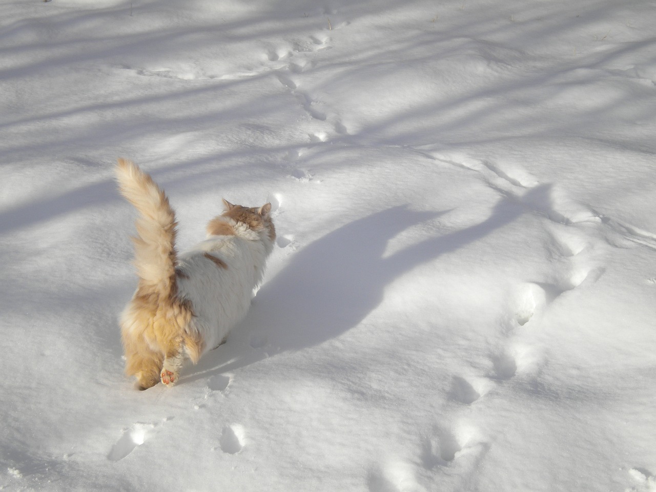 cat walking in the snow cat free photo