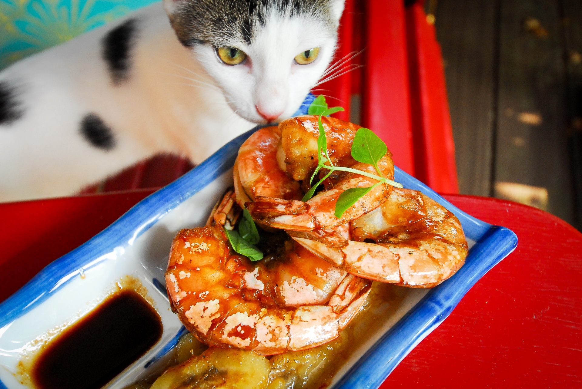 shrimp animal cat free photo