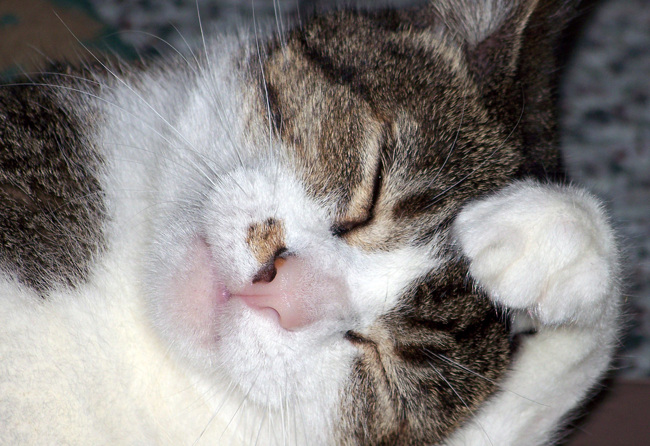 cat wash washing free photo