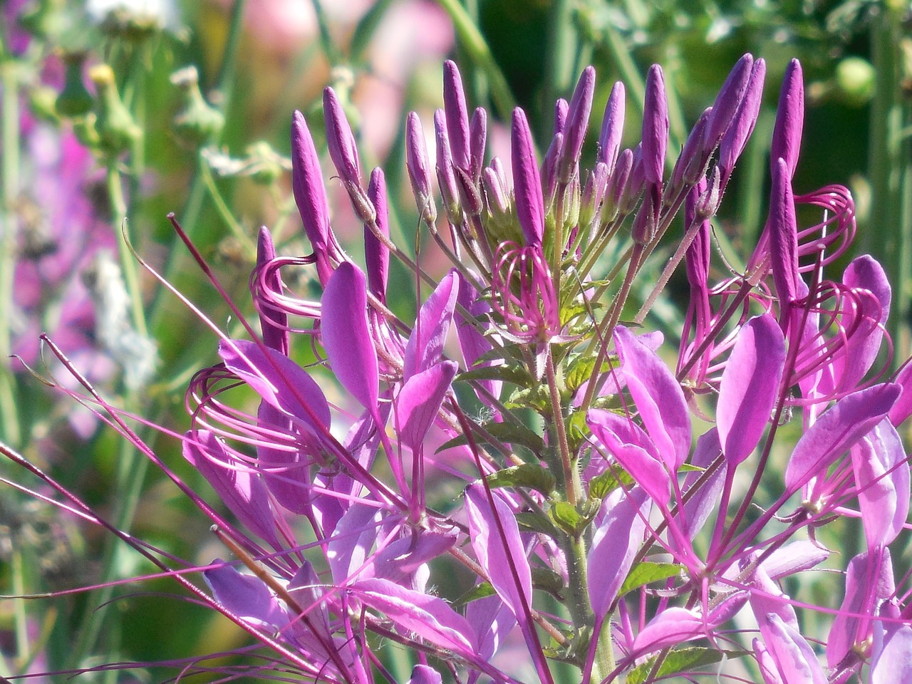 cat whiskers wildflower cleome free photo