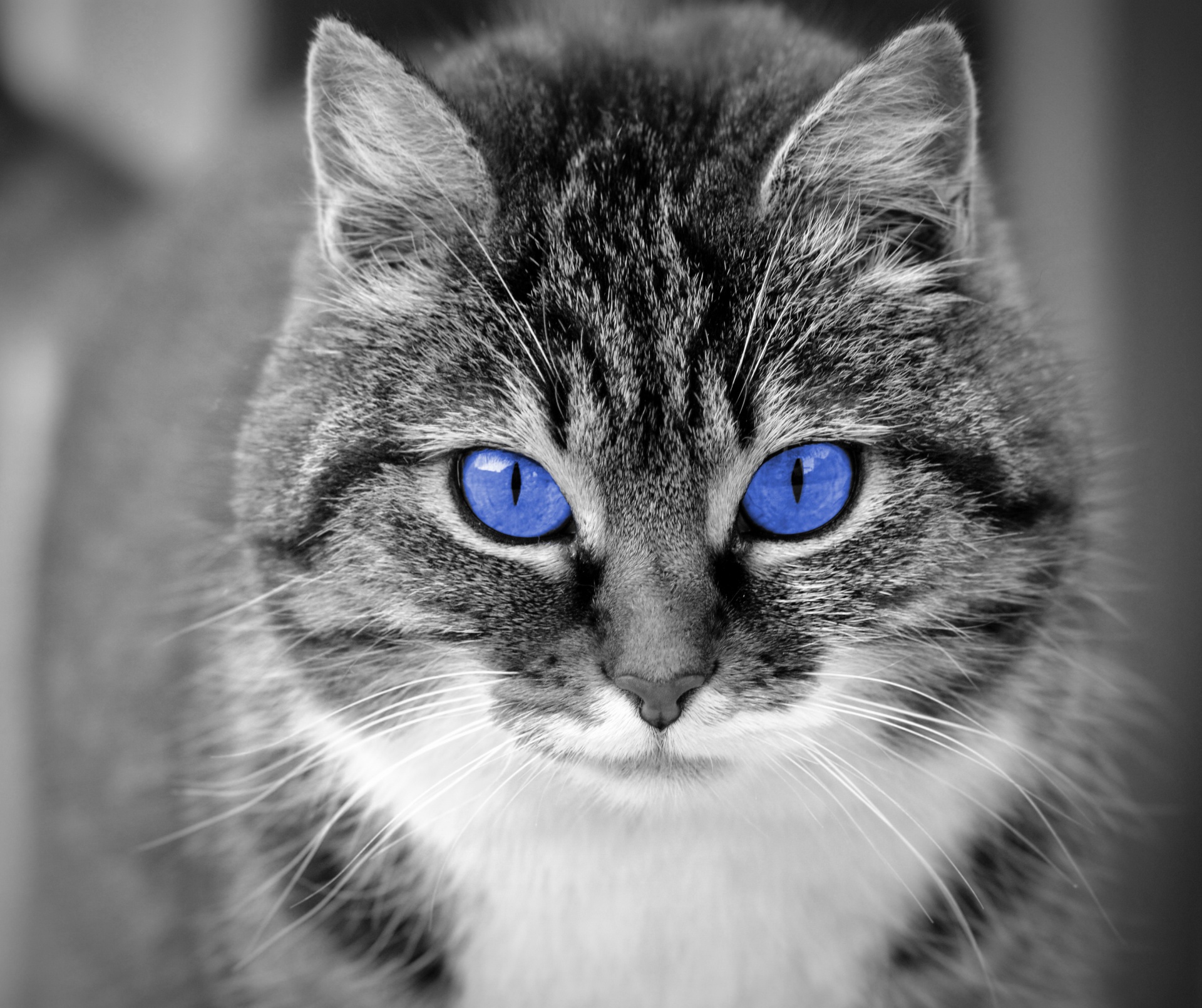 cat eyes blue free photo