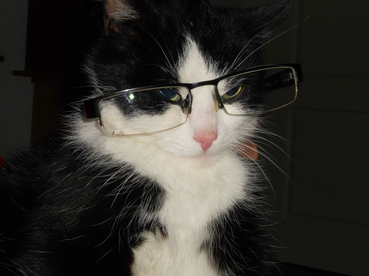 cat with glasses cat crafty cat free photo