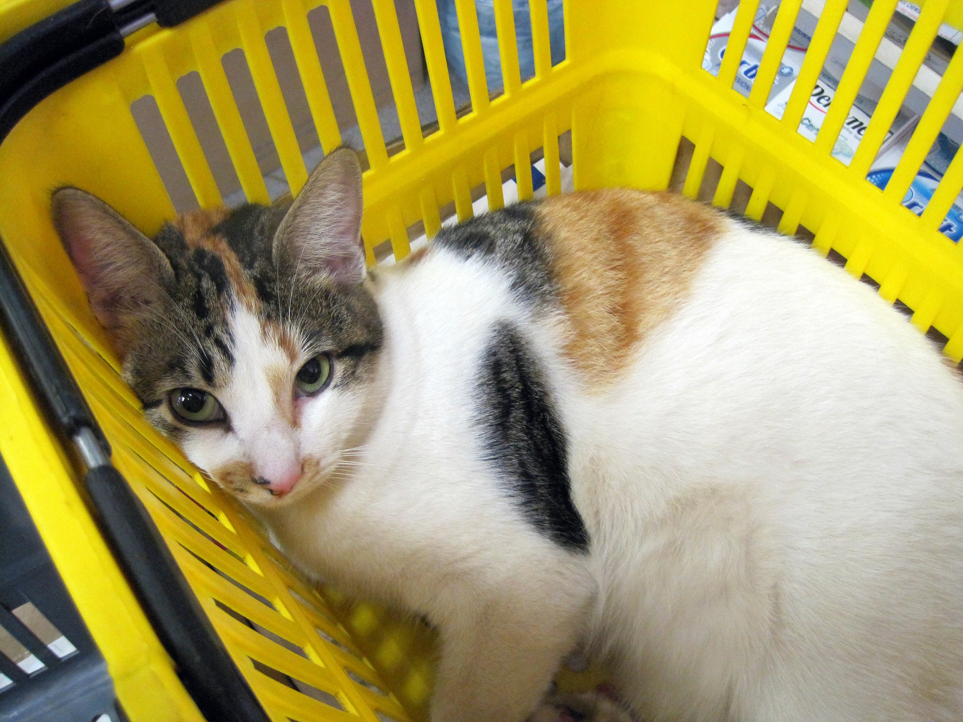 basket yellow cat free photo