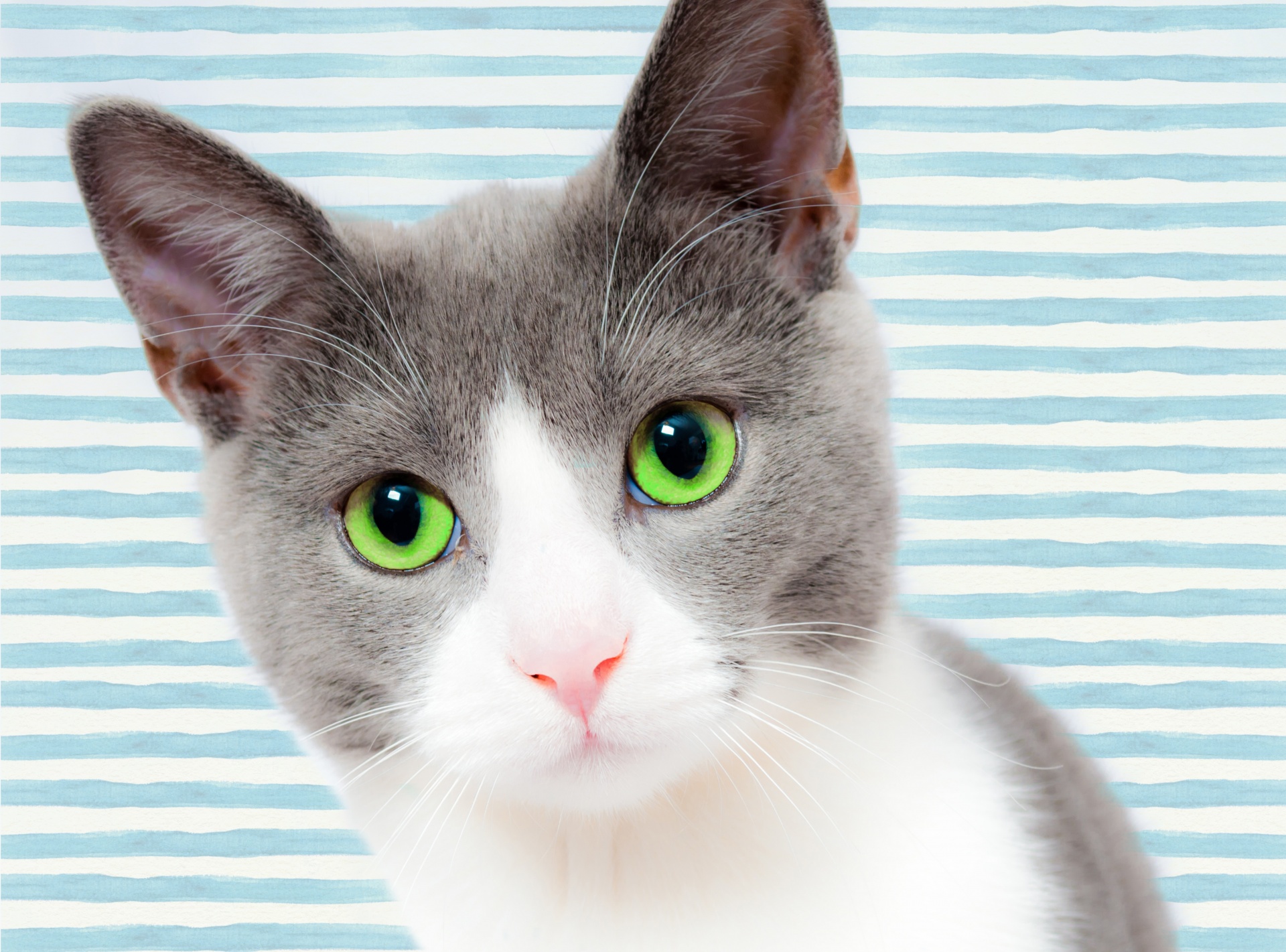 Cat Grey White Green Eyes Free Image From Needpix Com