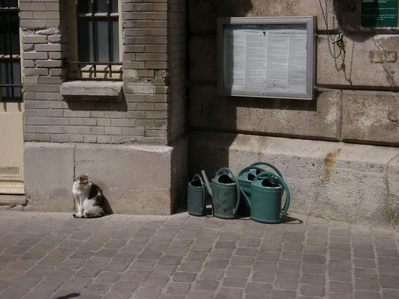 cat stone watering free photo