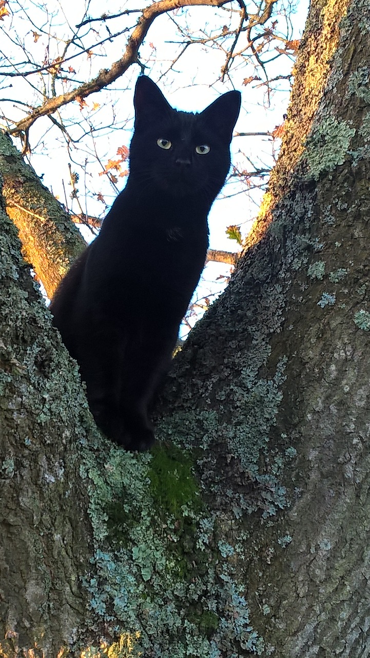 cat black fur free photo