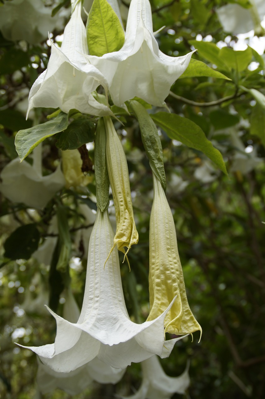 catalpa flowers bloom free photo