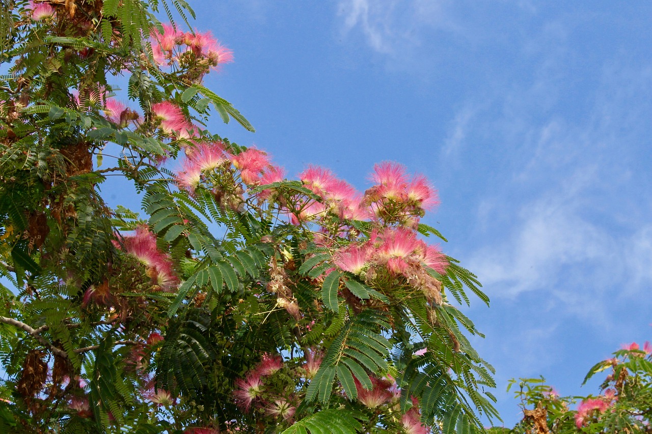 catalpa  tree  flower free photo