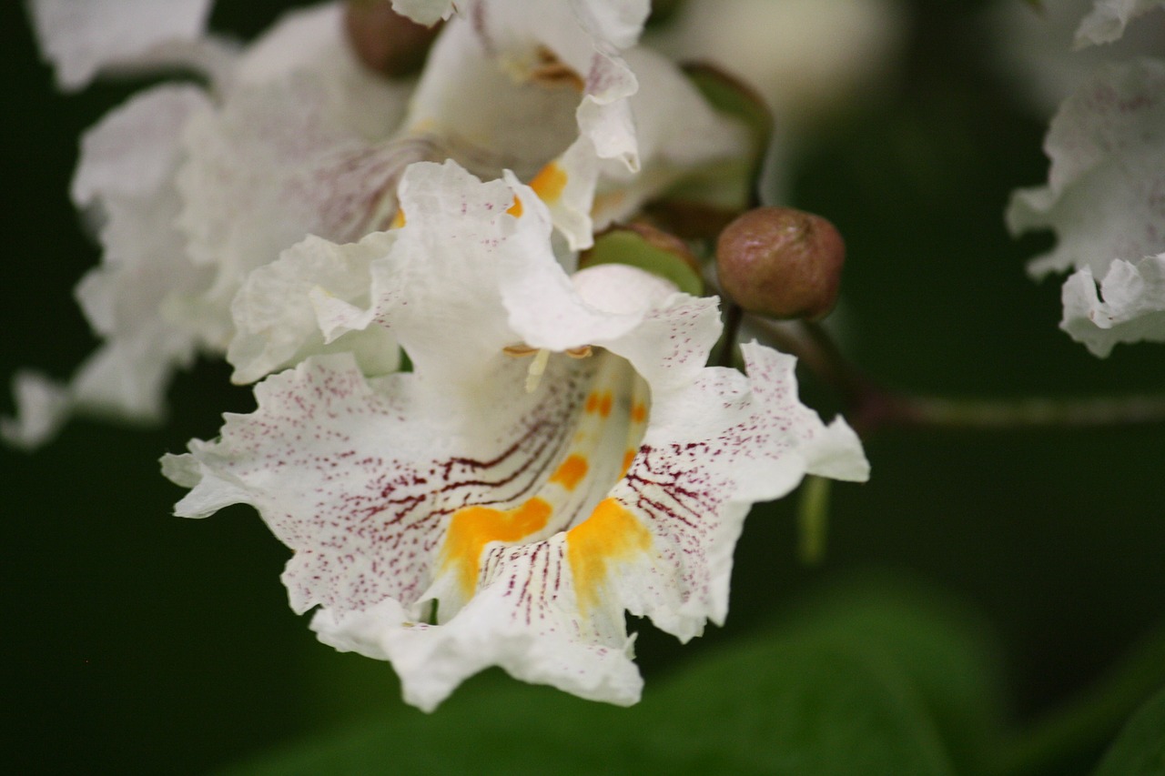 catalpa  flowering  trees free photo