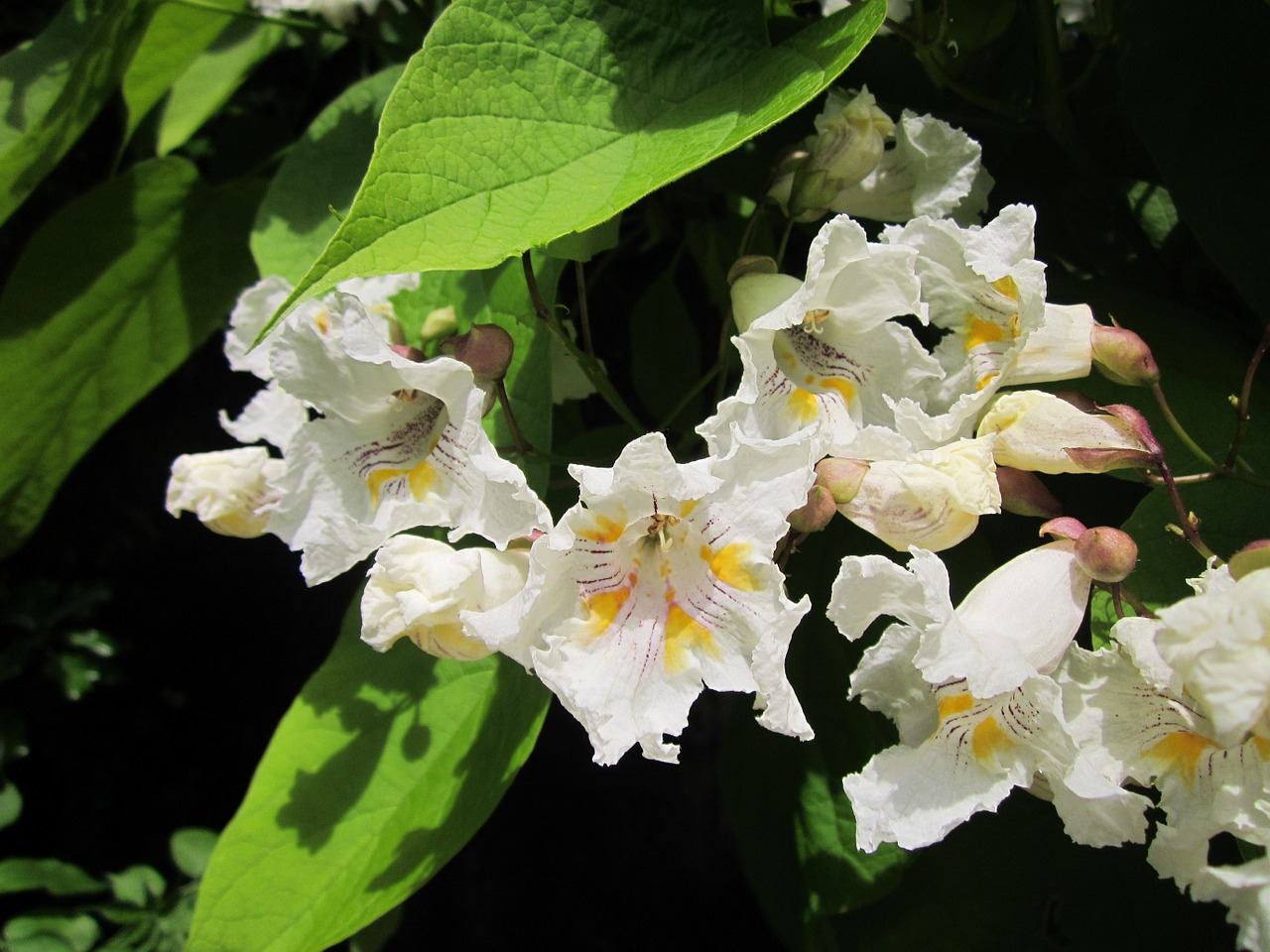 catalpa bignonioides southern catalpa cigar tree free photo