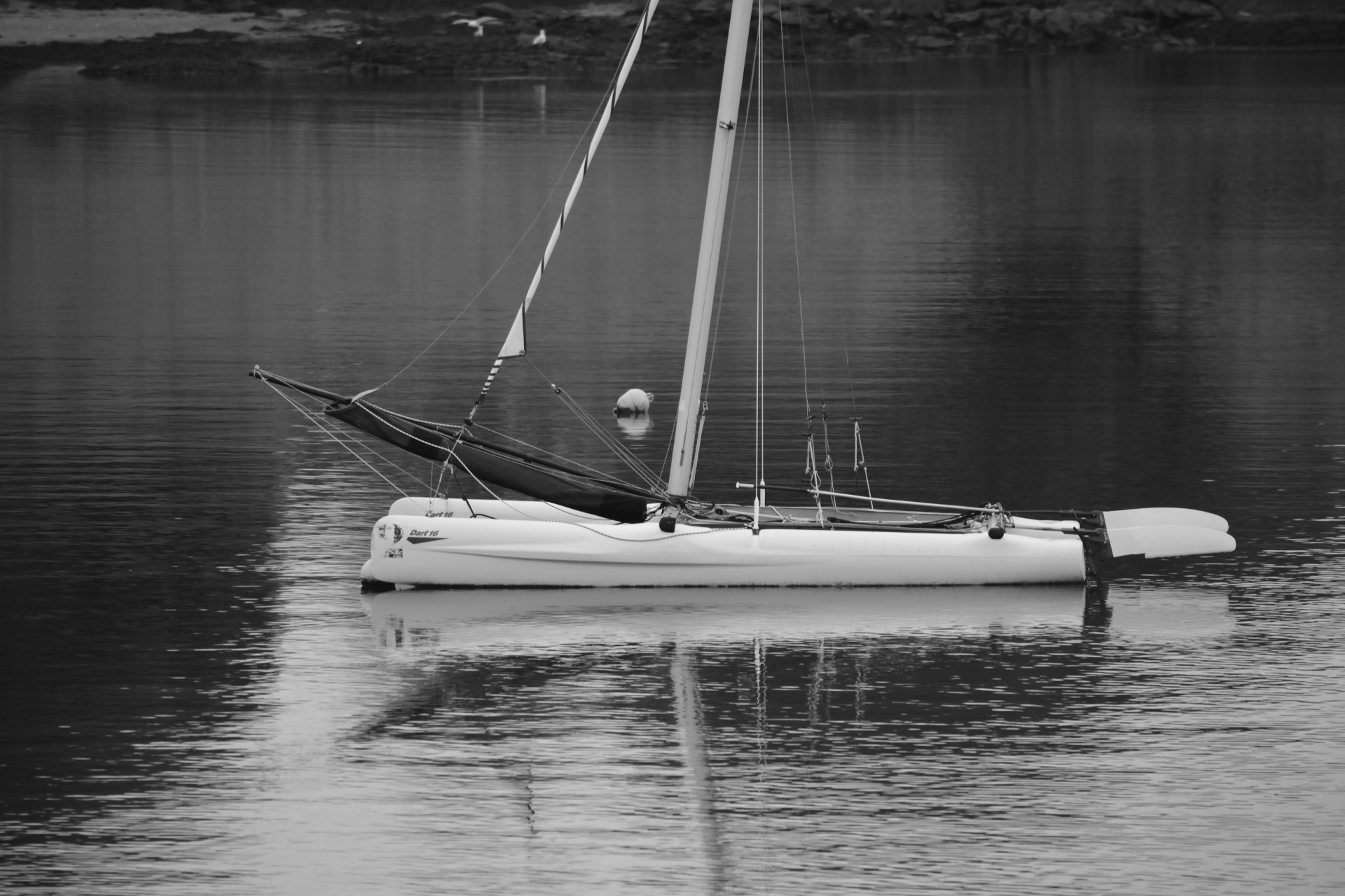 boat sailing catamaran free photo