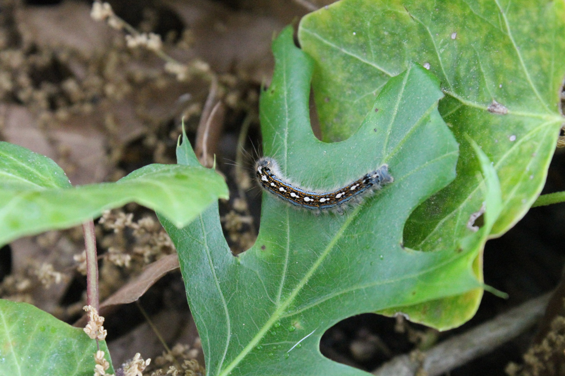 caterpillar green leaf leaves free photo