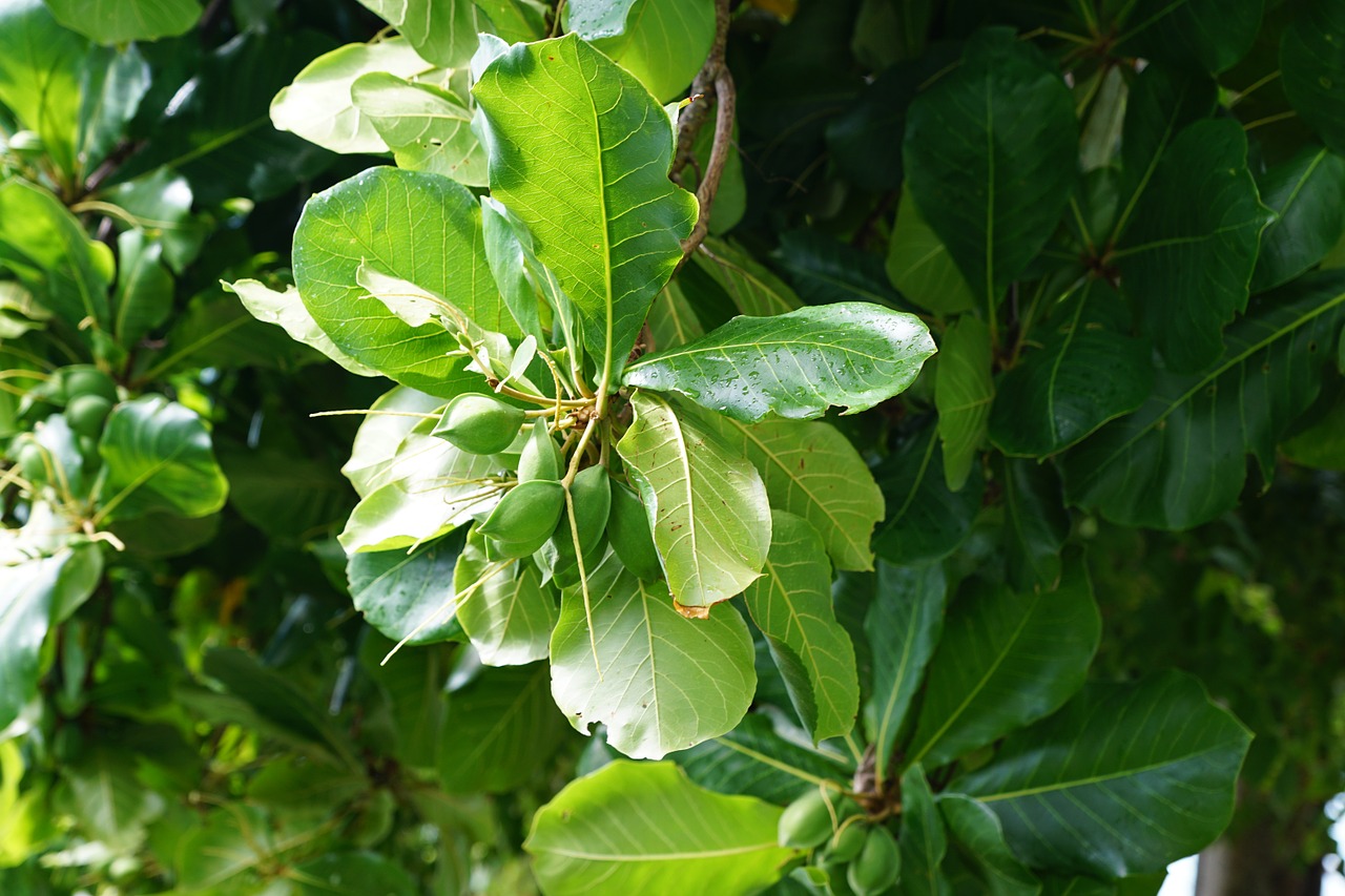 catappa seemandel tree free photo