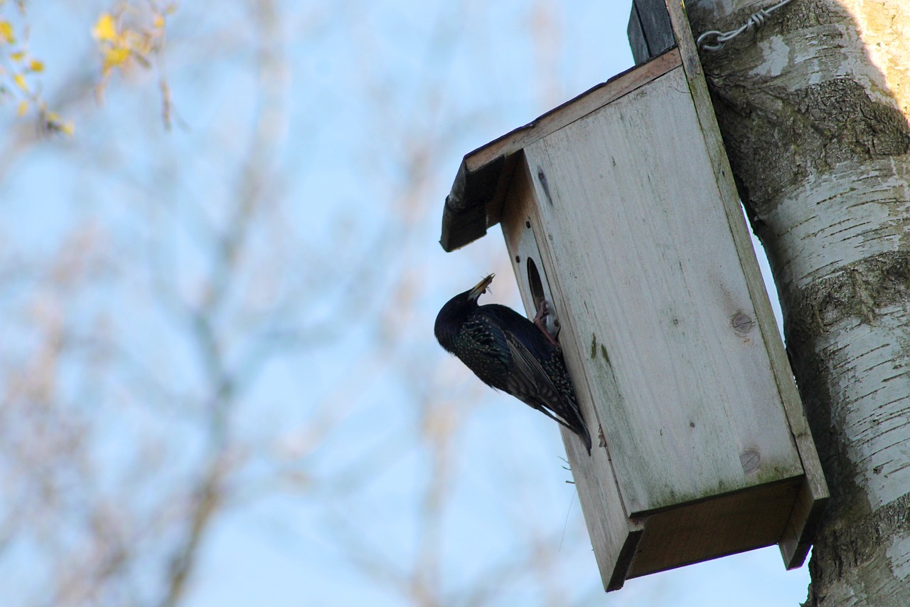 cataracts garden birds nesting box free photo