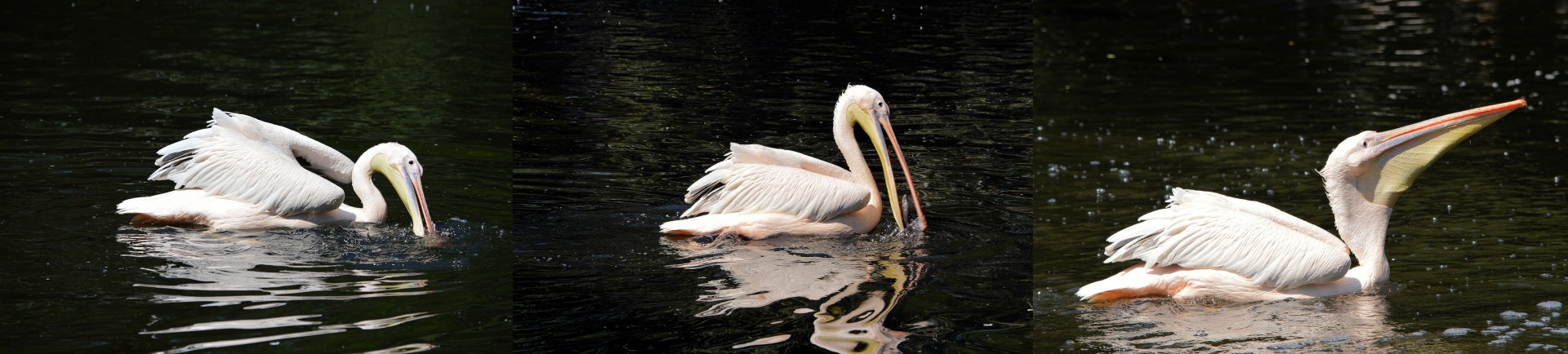 pelican bird fish free photo