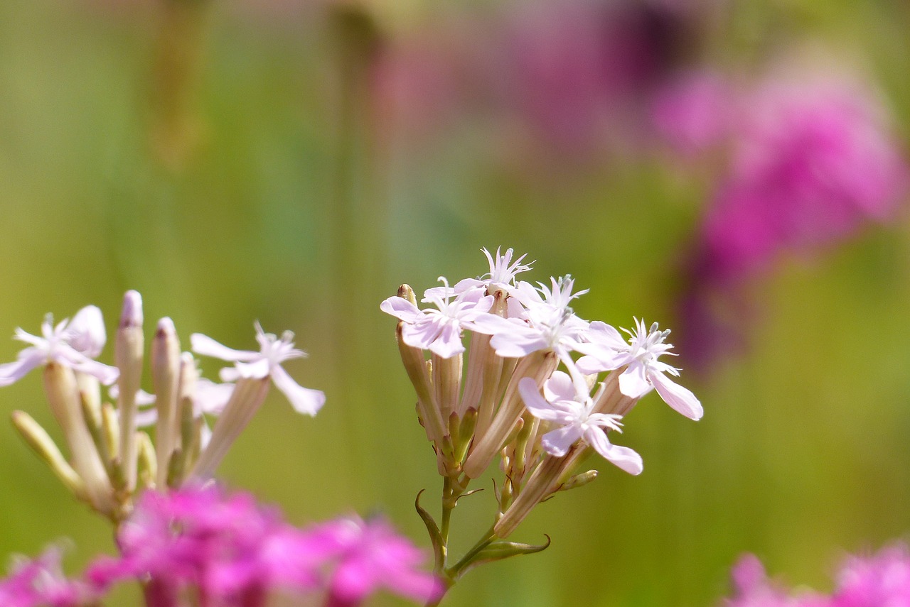 catchfly white flowers free photo