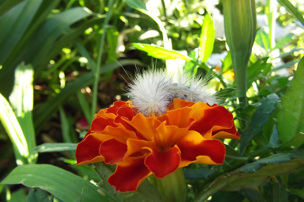 caterpillar flower orange free photo