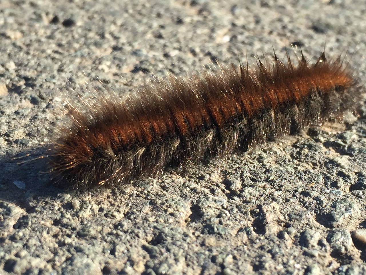 caterpillar animal hairy free photo