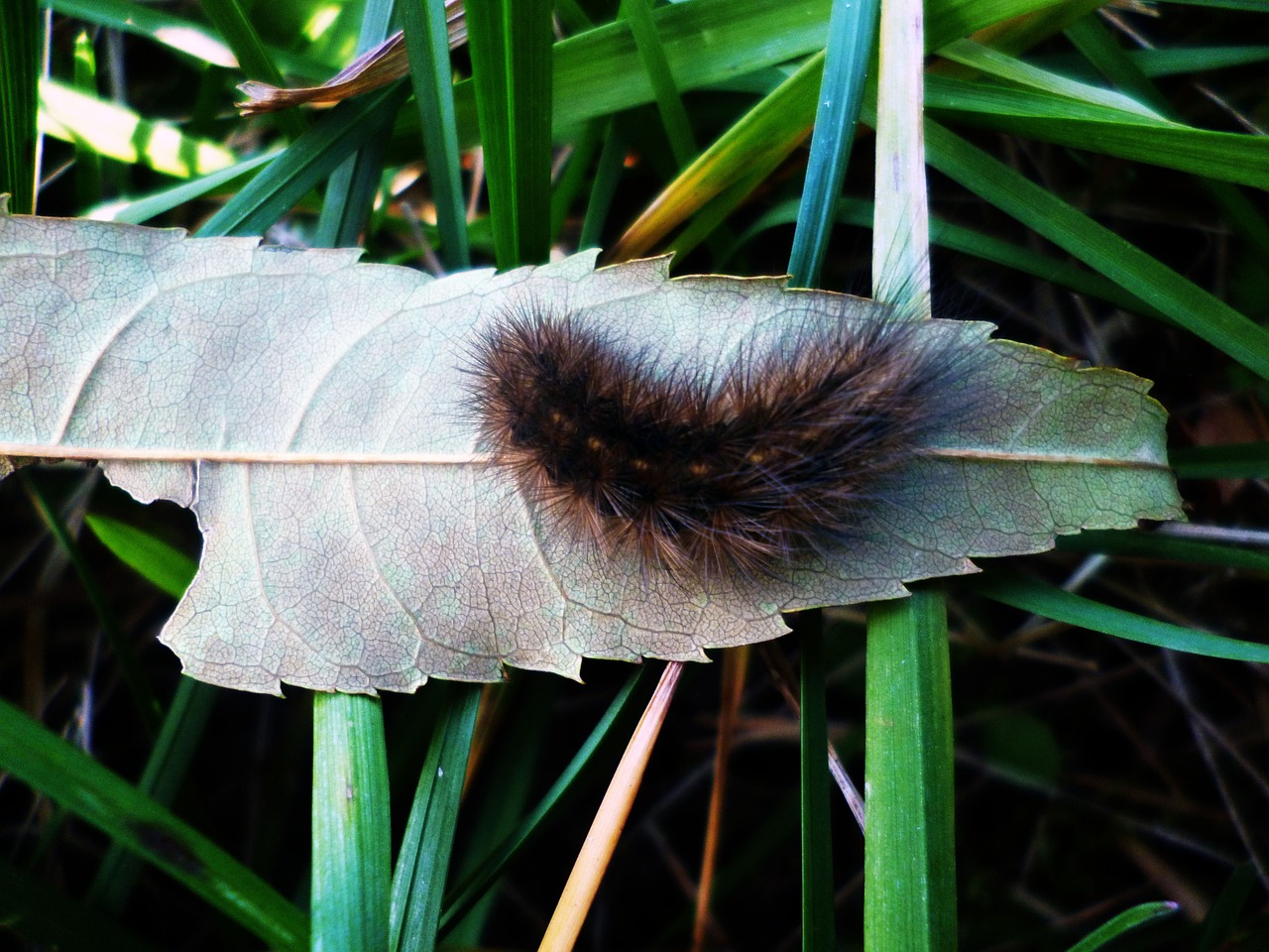 caterpillar sheet grass free photo