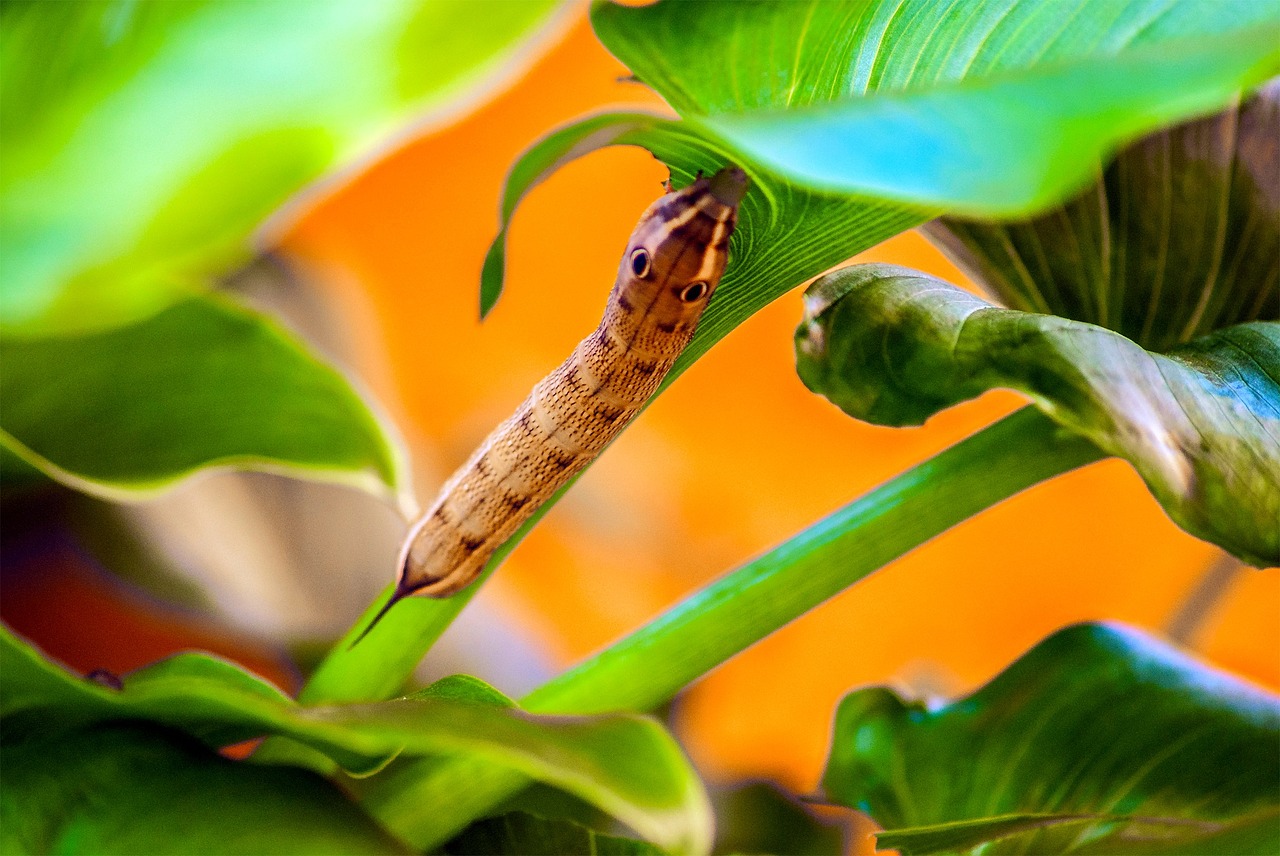 caterpillar animal nature free photo