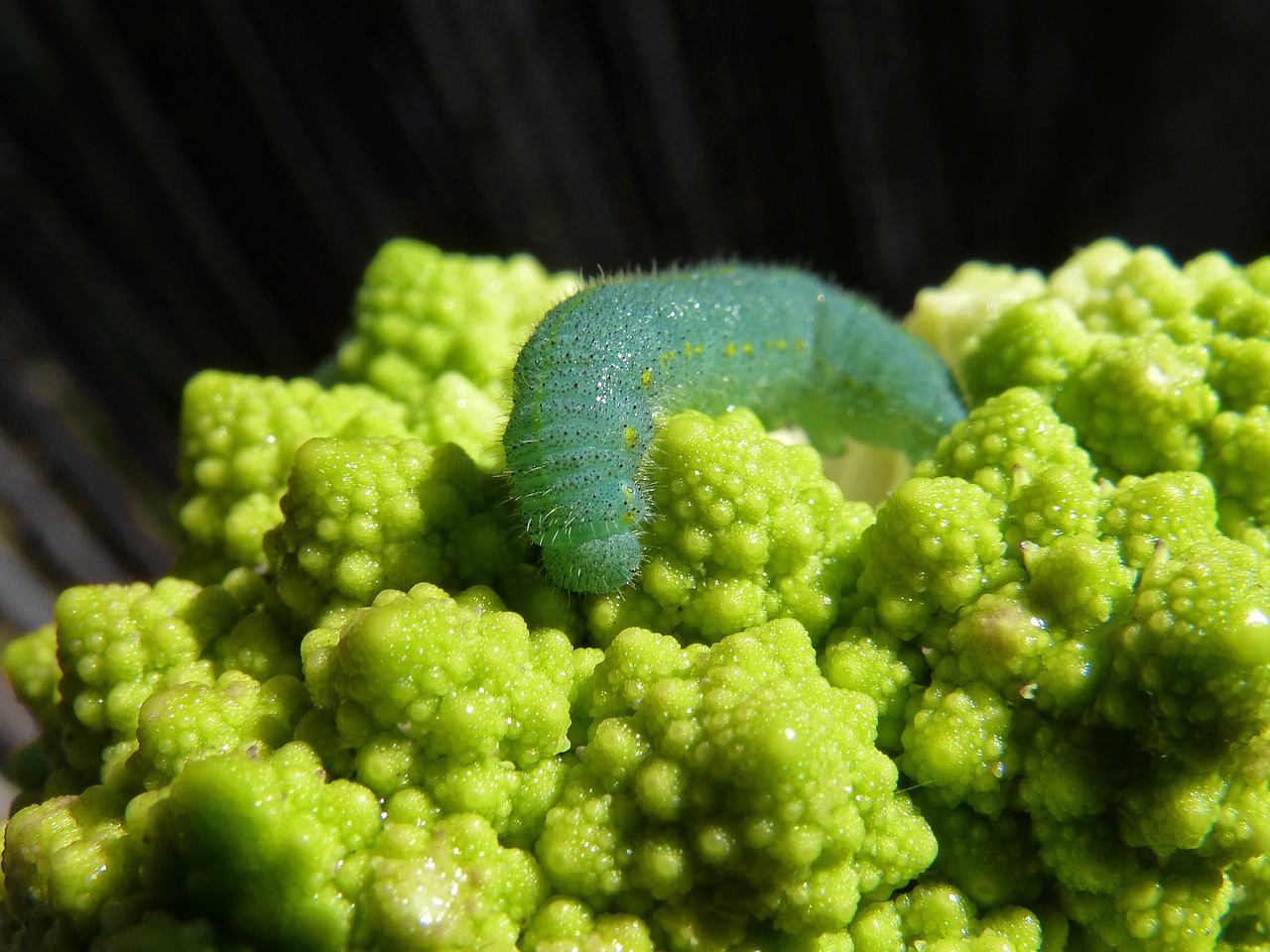 caterpillar broccoli worm free photo