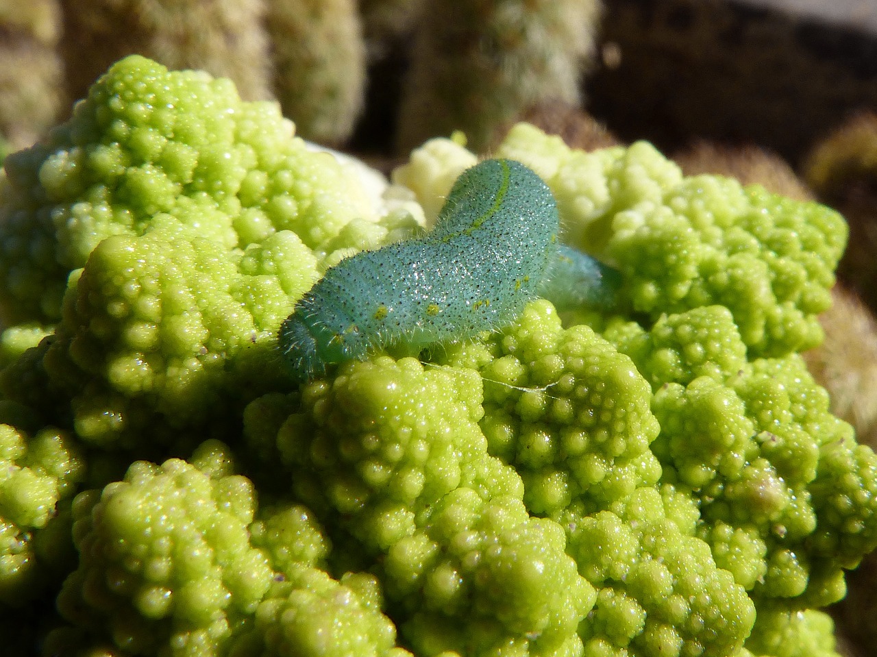 caterpillar broccoli worm free photo