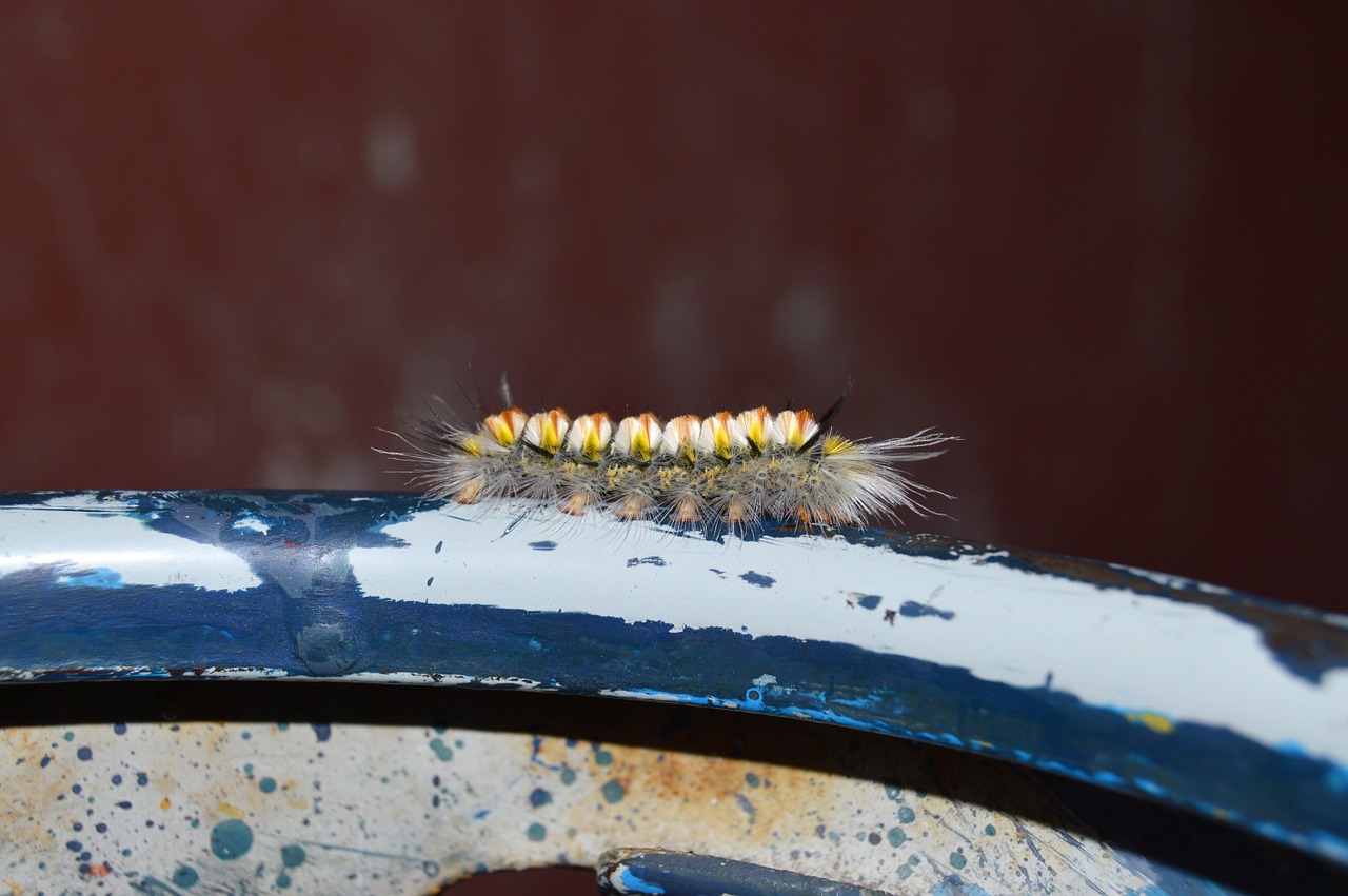 caterpillar foreground isolated free photo