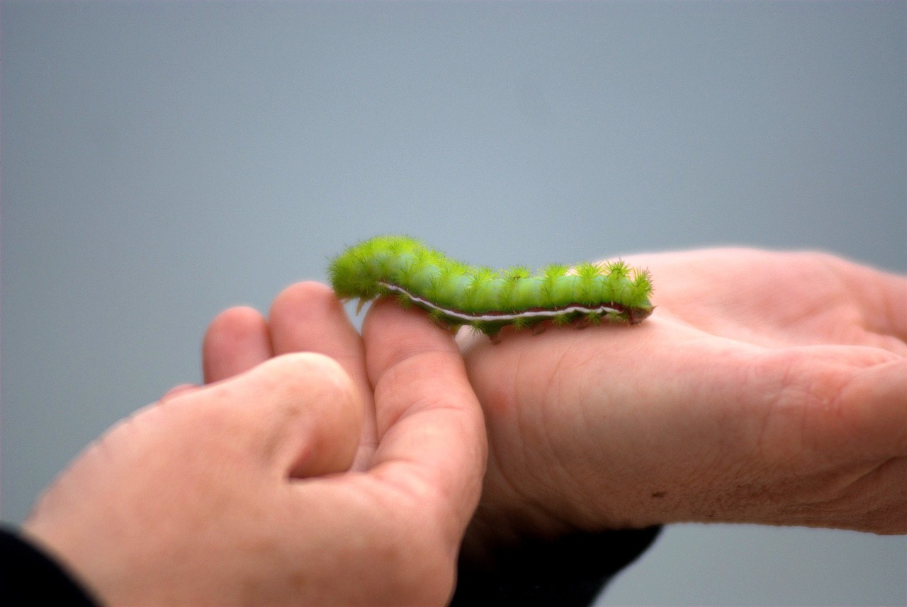 caterpillar green hand free photo