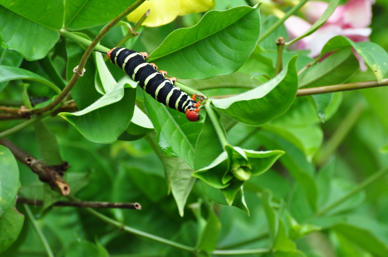 caterpillar guadeloupe nature free photo