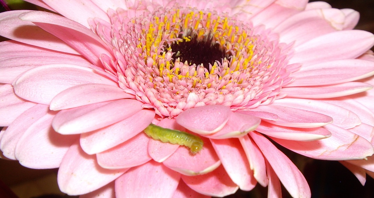 caterpillar flower pink free photo