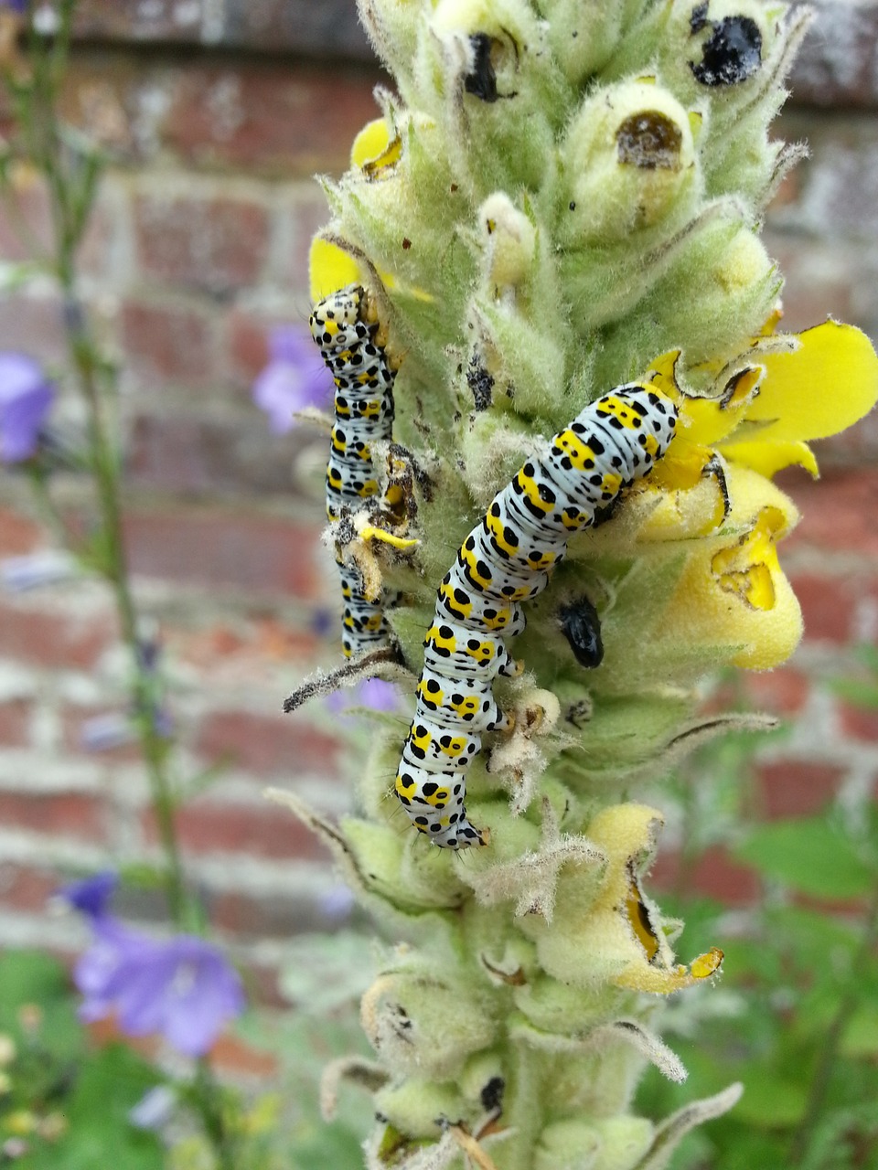 caterpillar flower brick wall free photo