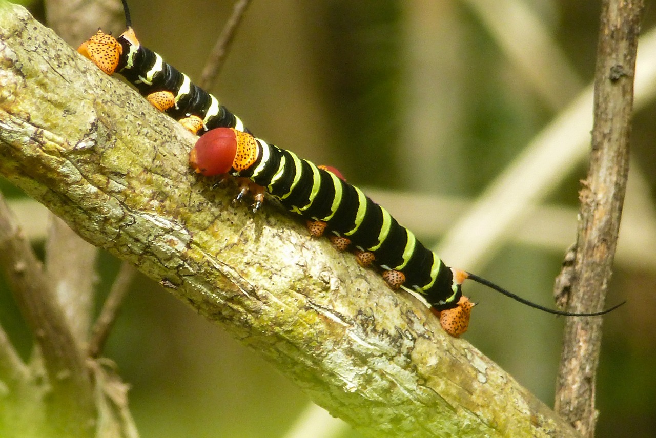 caterpillar branch close free photo