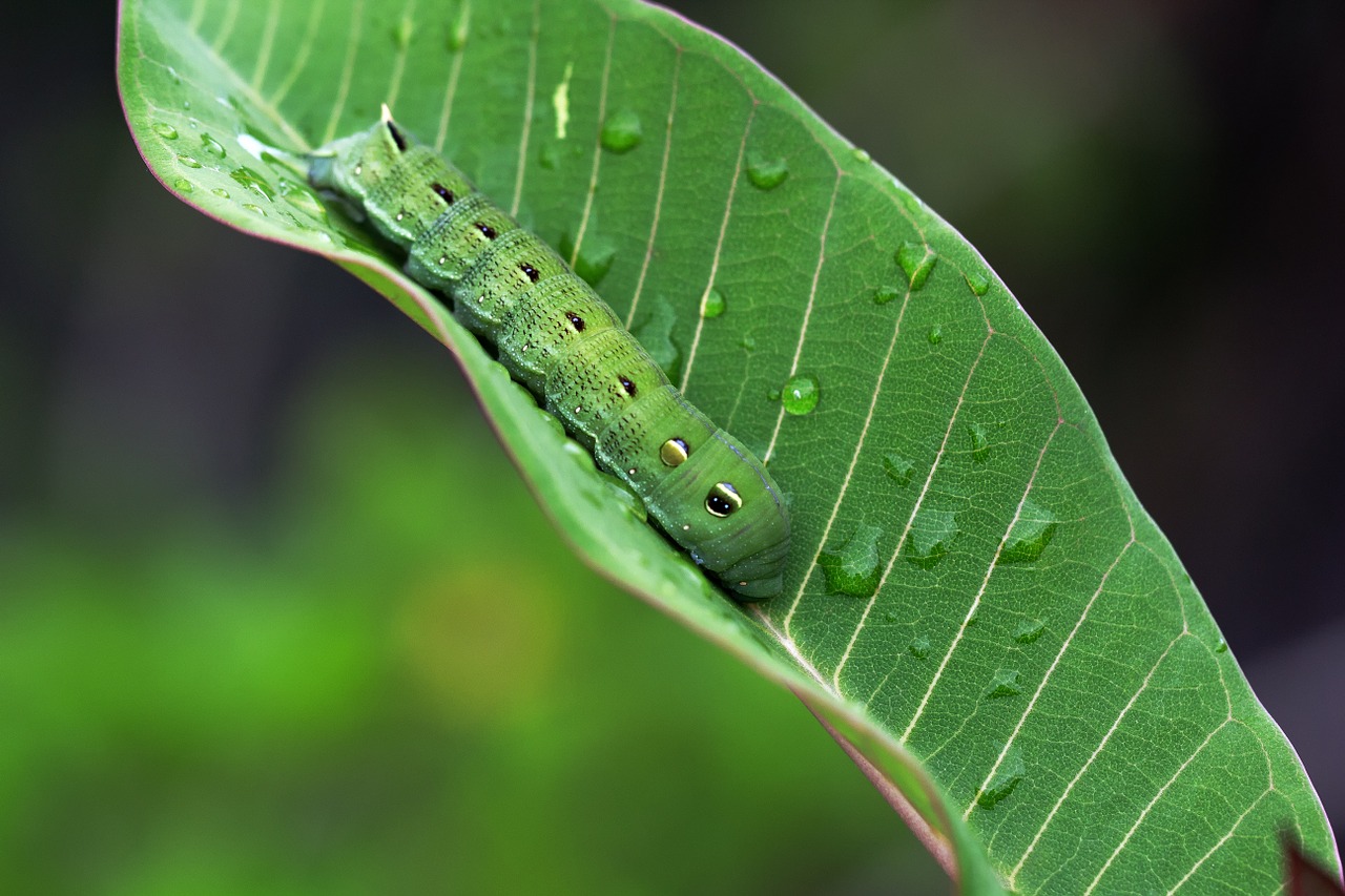 caterpillar closeup green free photo