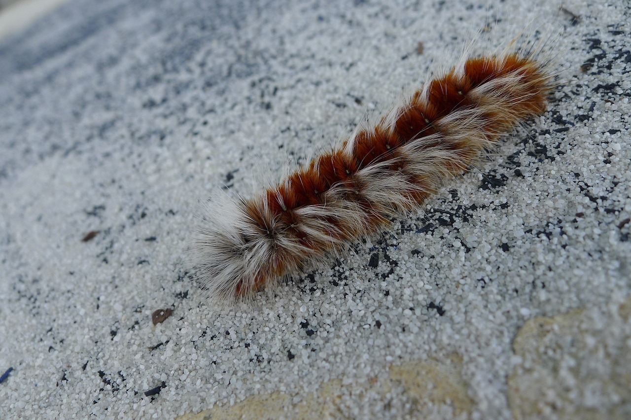 caterpillar insect furry free photo